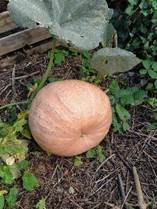Reiche Ernte in unserem Schulgarten 🎃